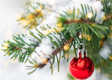Christmas Fir