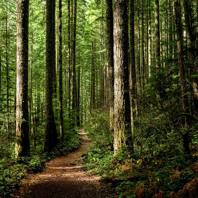 Enchanted Forest