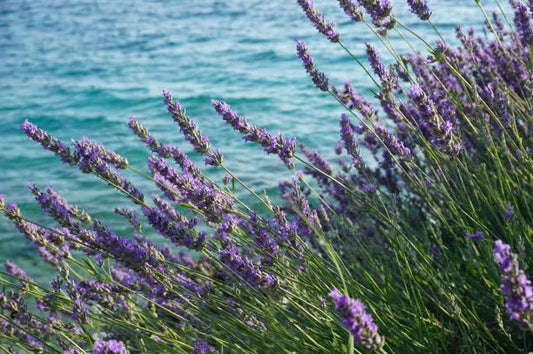 Sea Mist & Lavender