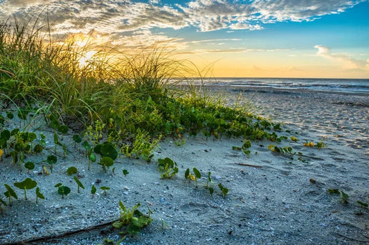 Surfside Serenity